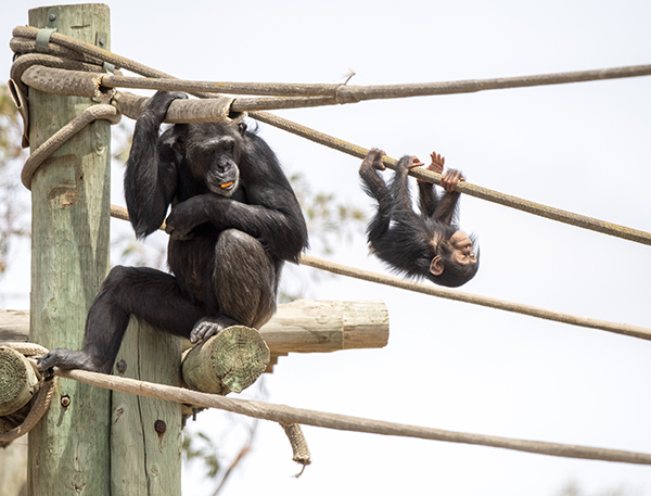 Zoos SA calls on public to recycle old mobile phones this World Chimpanzee Day
