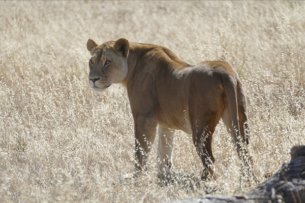 Monarto Safari Park announces lioness pregnancy - Australasian Leisure