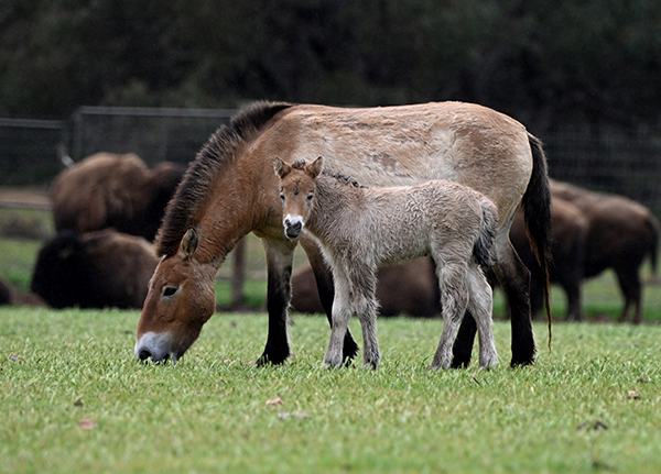 Monarto Safari Park welcomes its first Przewalski’s Horse foal since 2017