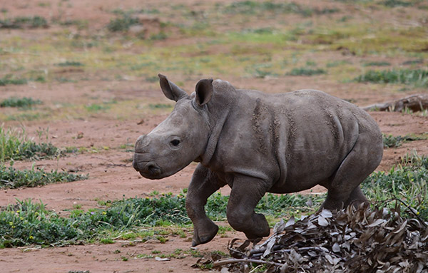 Zoos celebrate World Rhino Day
