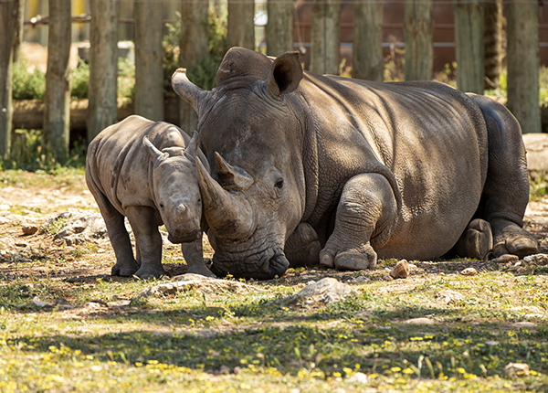 Monarto Safari Park celebrates 20 years of Southern White Rhino conservation