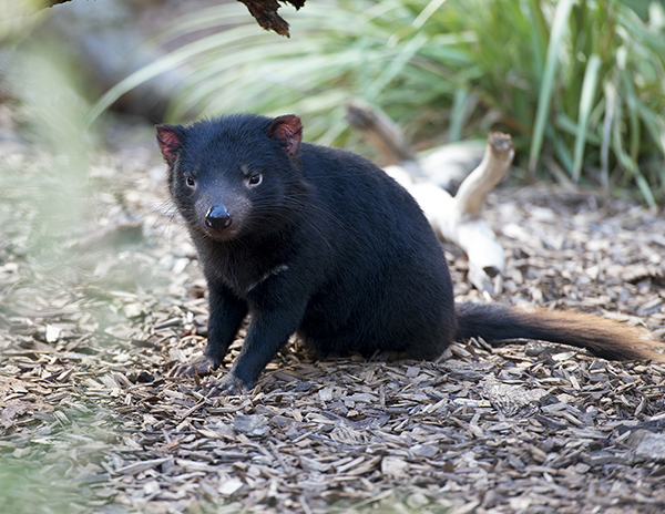 Record Tasmanian Devil breeding success celebrated at Monarto Safari Park ahead of reopening