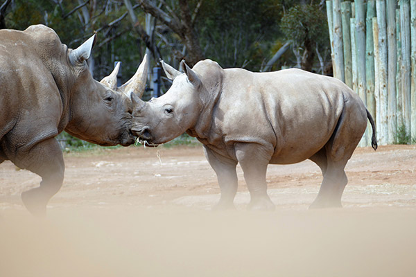 Monarto Safari Park marks World Rhino Day