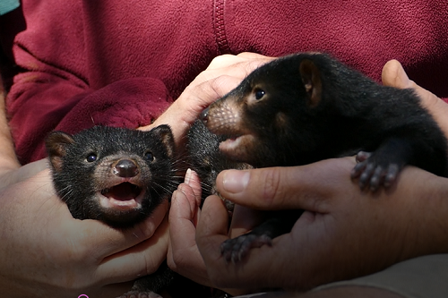 Tasmanian devil joeys unveiled at Monarto Zoo
