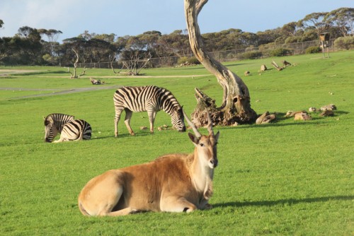 Zoos South Australia selects Gateway/VTicket access solution