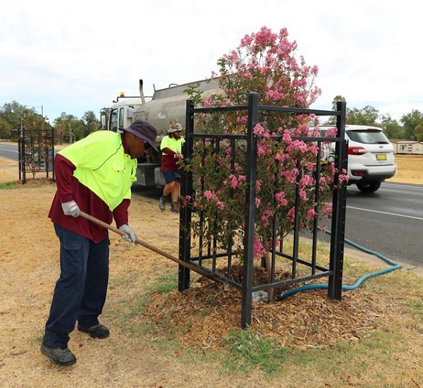 Moree Plains Shire Council concerns over drought impact on established trees