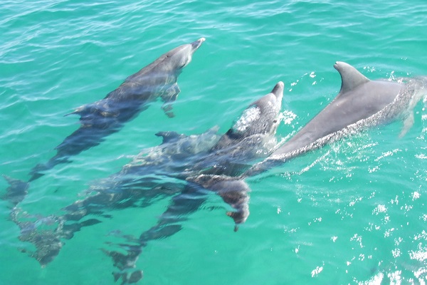 NSW Government bans dolphin breeding and importation of marine mammals