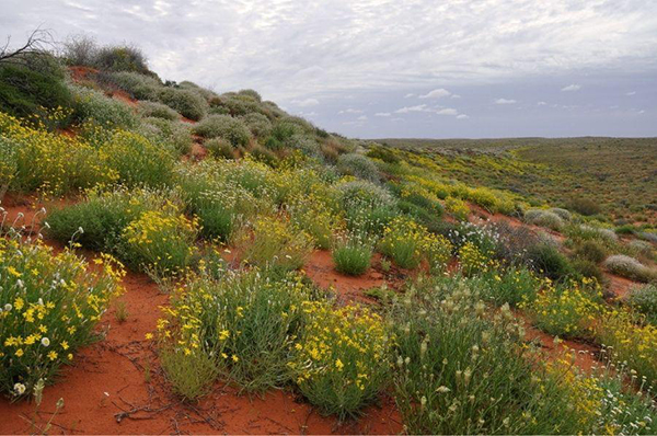 Decade-long campaign sees Munga-Thirri-Simpson Desert declared Australia’s largest national park