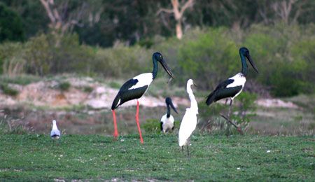 Gulf of Carpentaria tourism boost from wetlands park