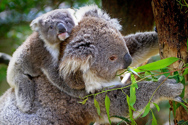 Trial for new koala vaccine implant to fight chlamydia receives government funding