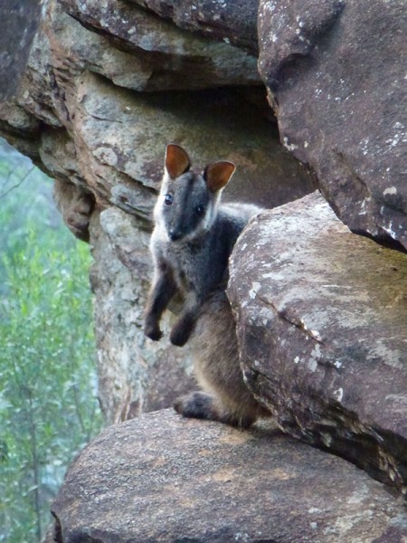 NSW National Parks set target of zero extinctions of species