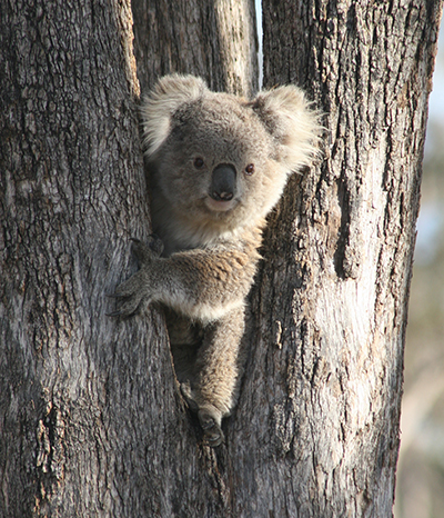 NSW Koala Strategy invests $1.4 million in state’s north