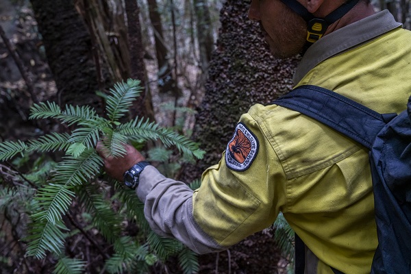 Blue Mountains’ Wollemi Pines declared asset of intergenerational significance