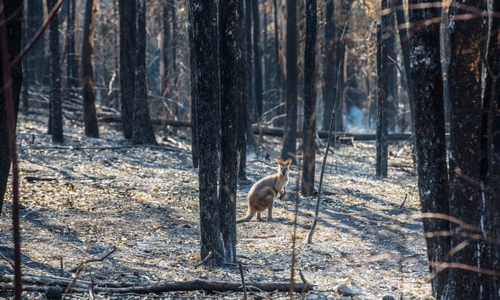 Aussie Ark declares NSW State of Emergency for wildlife