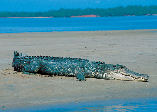New safety signage erected at Darwin’s beaches warns of the ‘box, rocks and crocs’
