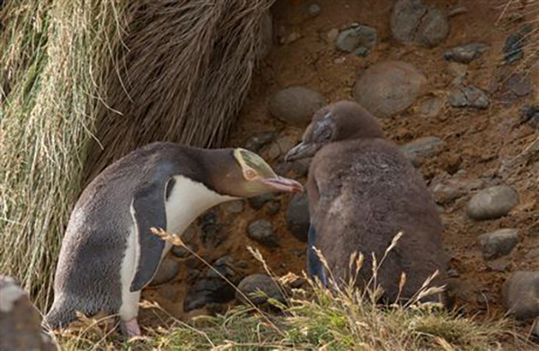 Five Year Action Plan launched to save New Zealand’s endangered hoiho/yellow-eyed penguin