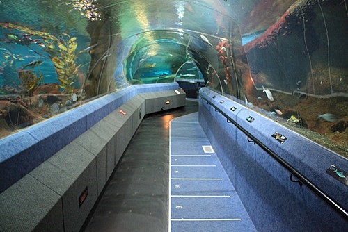 New Zealand’s National Aquarium offers digital tours