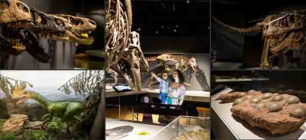 Transformed Australian Museum reopens to public on 28th November