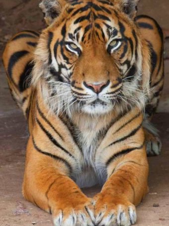 Canberra Zoo mourns the death of Sumatran tiger Berani