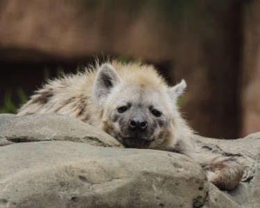 National Zoo and Aquarium welcomes ‘intelligent and curious’ spotted hyenas