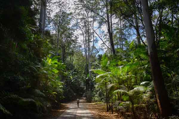 Nature Valley and Landcare Australia partner to rejuvenate bushfire affected walking trails