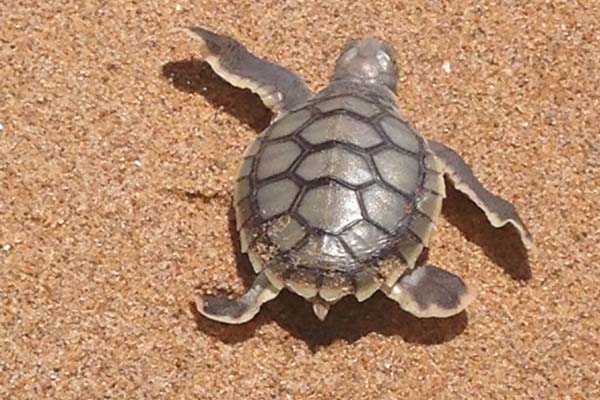 Turtle program calls for innovative solutions to protect hatchlings