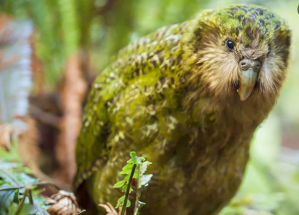 New Zealand Government’s Jobs for Nature programme supports new Eco-sanctuary