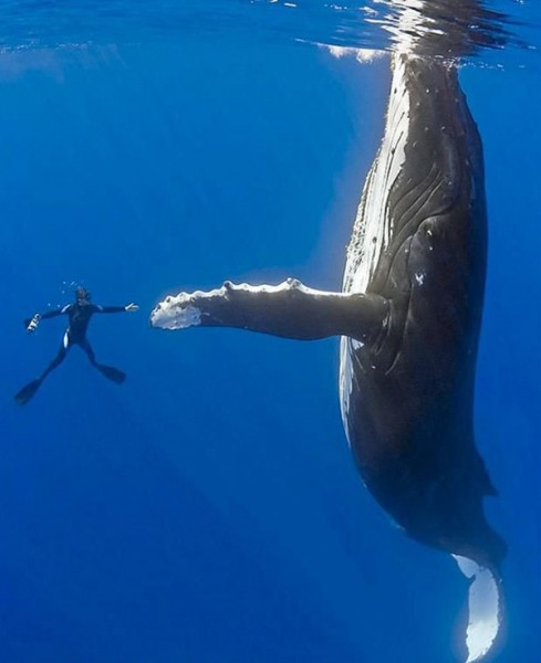 Western Australians encouraged to support Ningaloo Coast Humpback whale swim tour operators