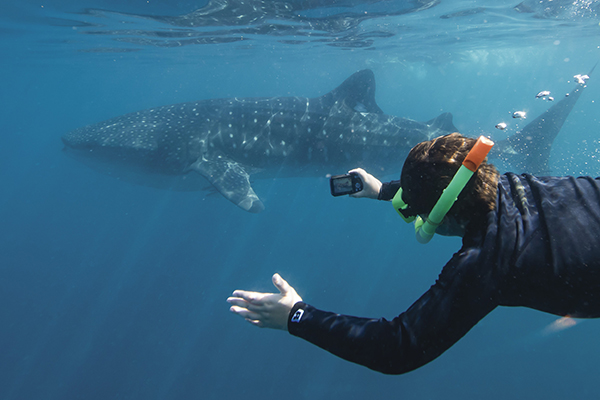Ningaloo Whale Sharks inspire Festival and Conference