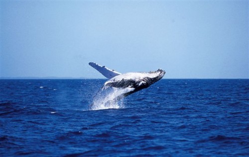 More whale watching opportunities for Moreton Bay