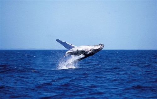 Rising humpback population prompts early start for whale-watching season