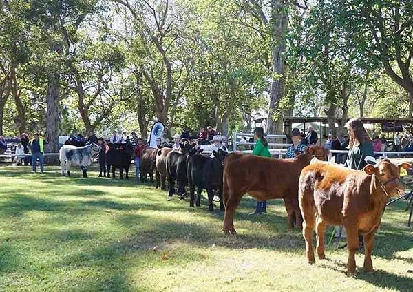 Nowra Showground enhancement project commences