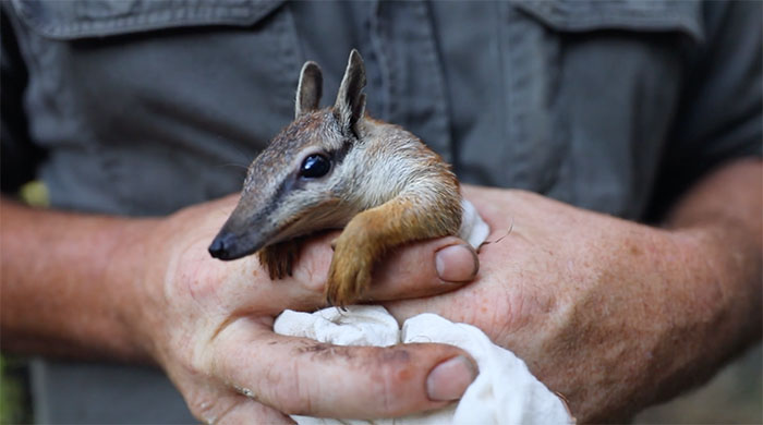Australian Reptile Park becomes first NSW zoo to receive an endangered numbat