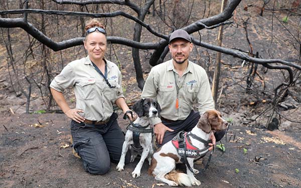 Clever detection dogs track down both threatened koalas and rare plants