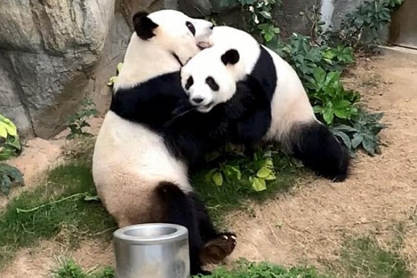 Ocean Park’s pandas mate during Coronavirus lockdown