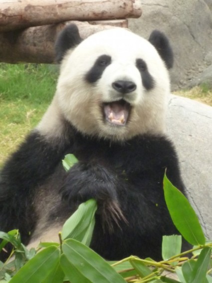 Ocean Park looking forward to Giant Panda birth