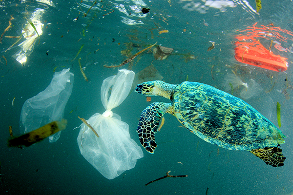 Conservationists welcome Australian Government’s commitment to addressing plastic pollution