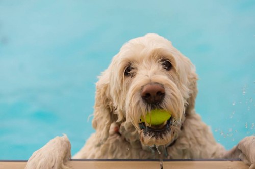 Onehunga War Memorial Pool stages Dogs Day Out swimming event