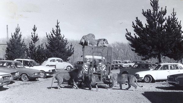 Society responsible for founding Orana Park wildlife attraction winds down after 50 years