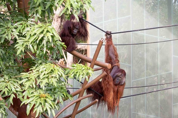 New Auckland Zoo habitat welcomes return of Orangutans