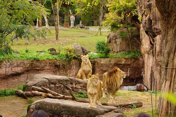 Temporary closure of Osaka Tennoji Zoo due to staff shortages as COVID spreads