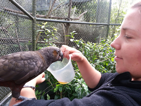 Recipients announced for New Zealand Wildlife Institutions Relief Fund