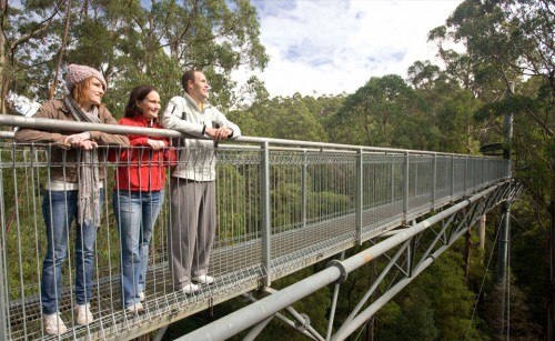 Otway Fly announces Zip Line Adventure tour