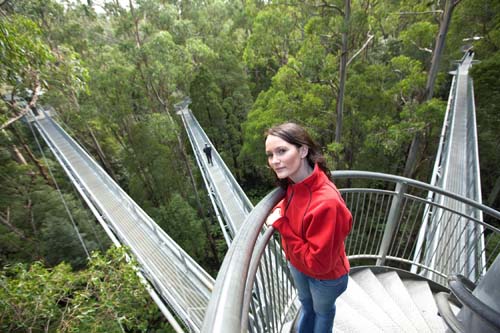 Otway Fly to present the ultimate treetop school holiday adventure