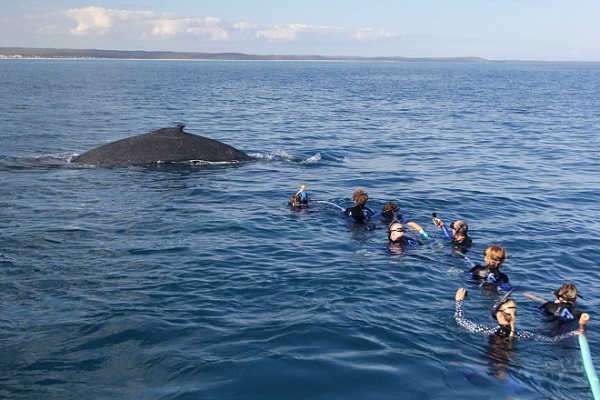 Study cites need for global guidelines and stricter regulations for swim-with-whale tourism experiences