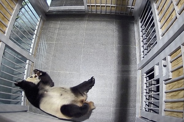 Twin giant pandas born at Japan’s Ueno Zoo