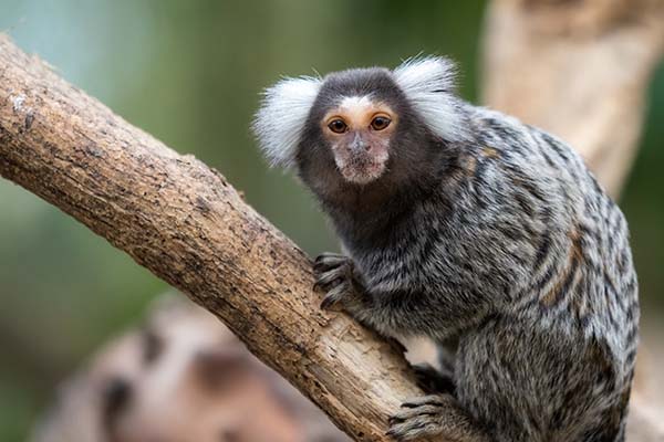 Paradise Country welcome troop of marmosets