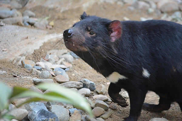Paradise Country welcomes Tasmanian Devils