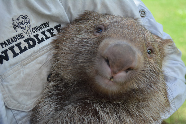 Paradise Country welcomes wombat joey