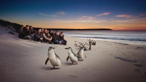 Phillip Island’s penguins gain international attention